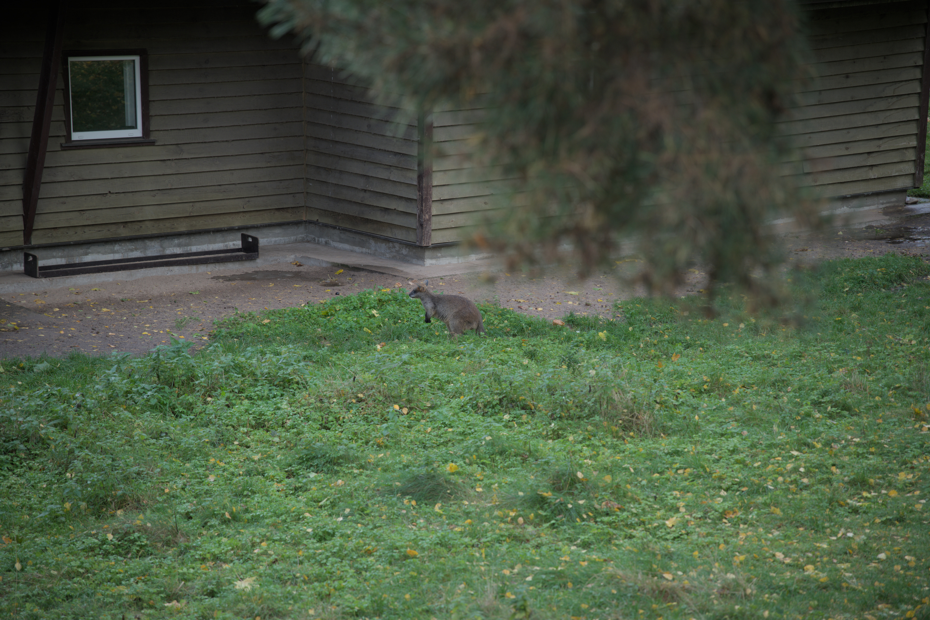 2025/10/12 - zoo/DSC_0309.jpg